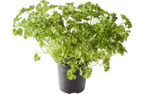 BIO Bladpeterselie doos 2st
